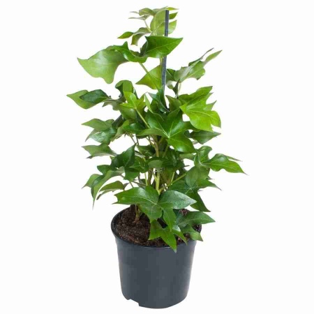 Фатсхедера лизе Пиа