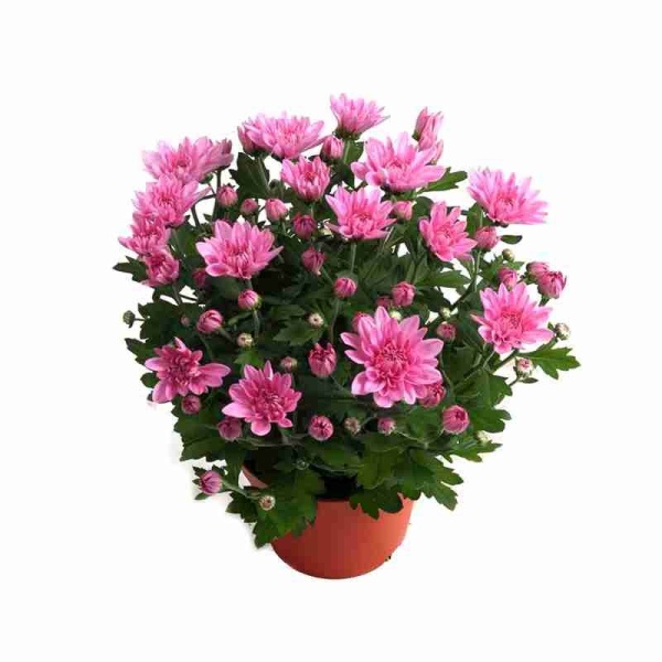 Хризантема Бриз розовая