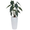 Искусственное растение Алоказия в горшке Vase Rib
