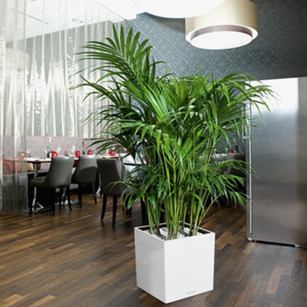 Кашпо Lechuza Cube