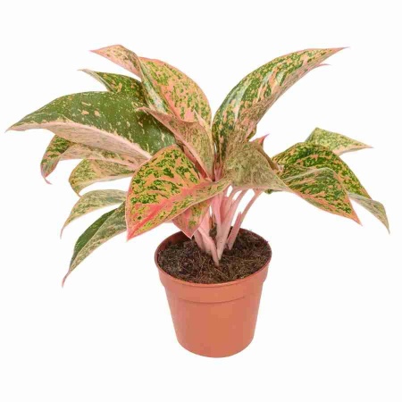 Аглаонема Бидадари