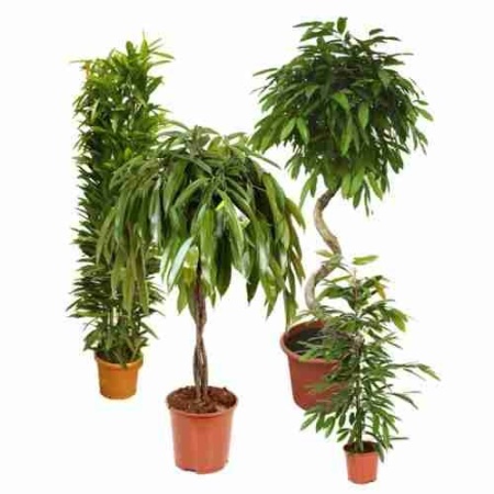 Фикус биннендийка Амстел Кинг