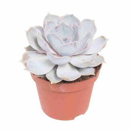 Эхеверия Лилацина