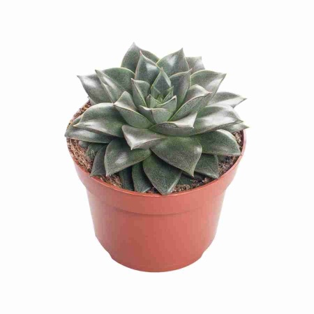 Эхеверия Саммер