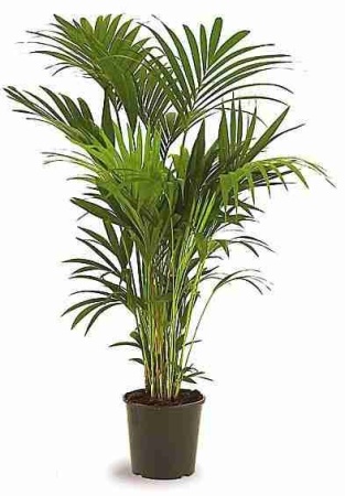 Ховея Форстера (Кентия)