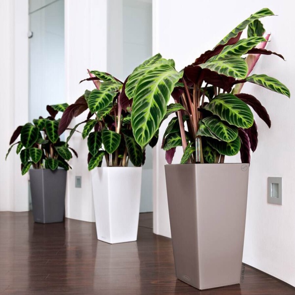 Кашпо Lechuza Cubico Color