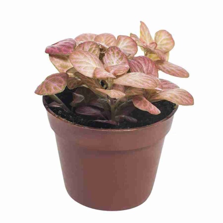 Фиттония розовая