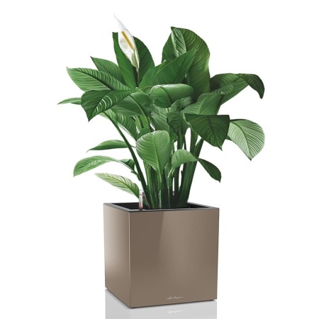 Кашпо Lechuza Canto Cube