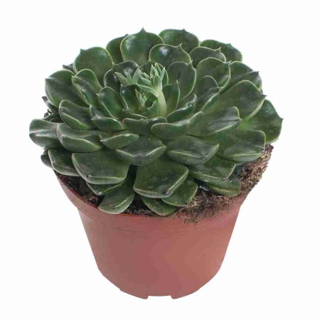 Эхеверия Грин