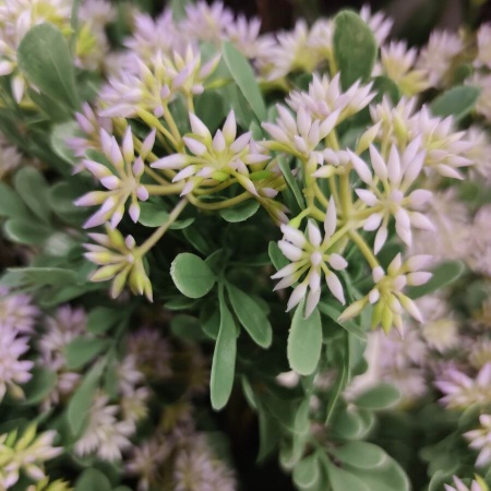 Астра искусственная