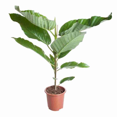 Фикус Буссей Флорис