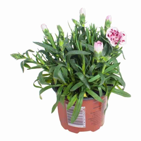 Гвоздика Оскар пурпурно-розовая