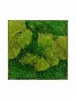 Панно из стабилизированного мха Moss painting Superline L