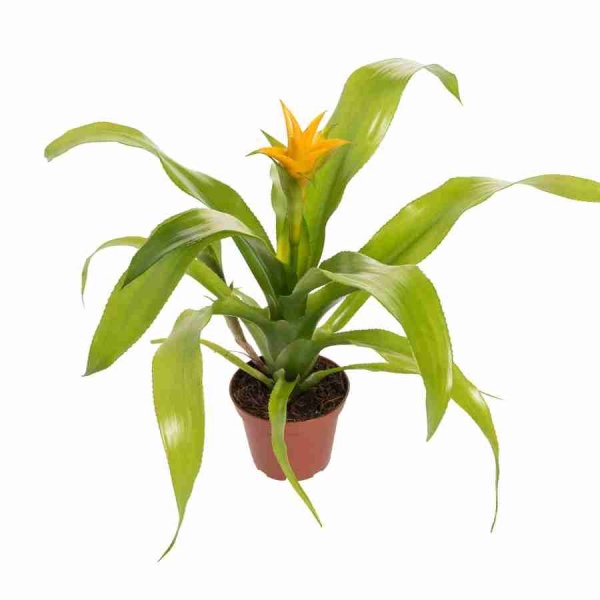 Гузмания Соледо