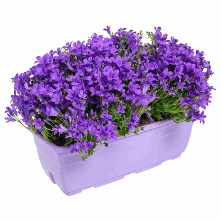 Кампанула Амбелла пурпурная для балкона