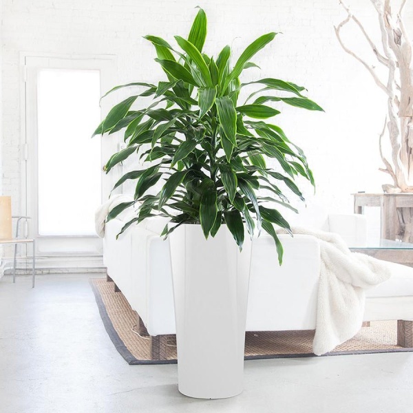 Кашпо Lechuza Delta