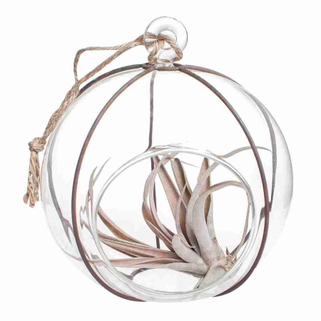 Тилландсия атмосферная Голова медузы