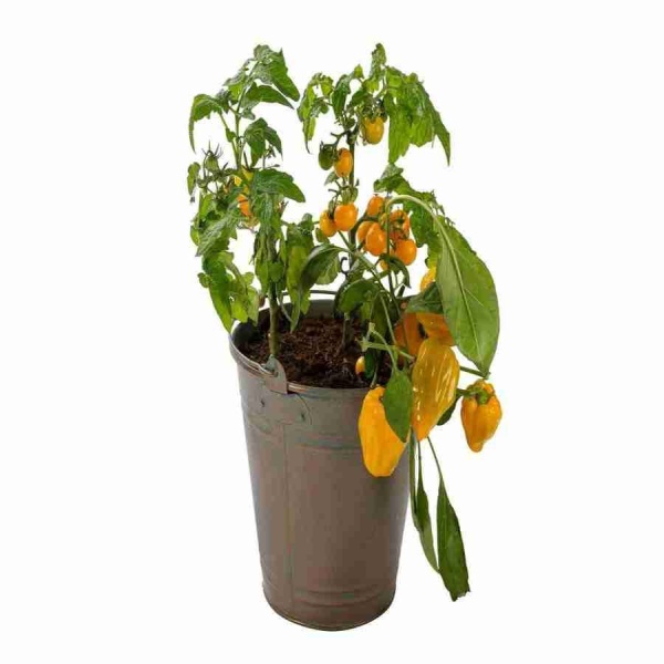 Перец желтый