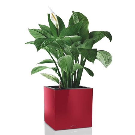 Кашпо Lechuza Canto Cube