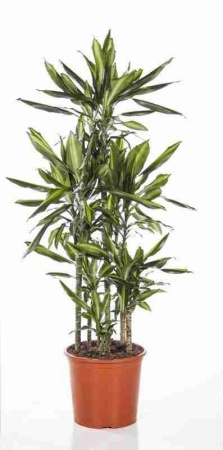 Драцена фрагранс Чинто карусель