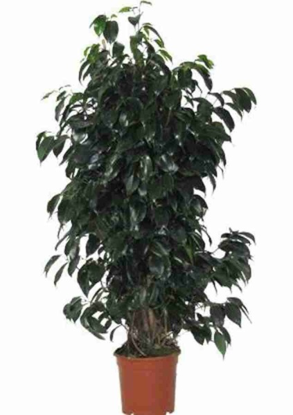 Гузмания Флоренс