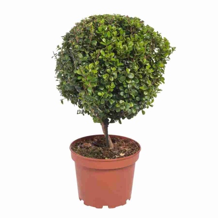 Мирсина африканская штамбовая