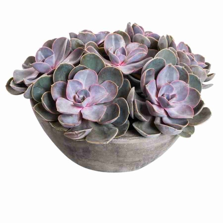 Эхеверия Перл Фон Нюрнберг