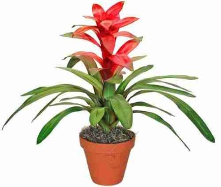 Гузмания Темпо