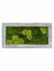 Панно из стабилизированного мха Moss painting Raw