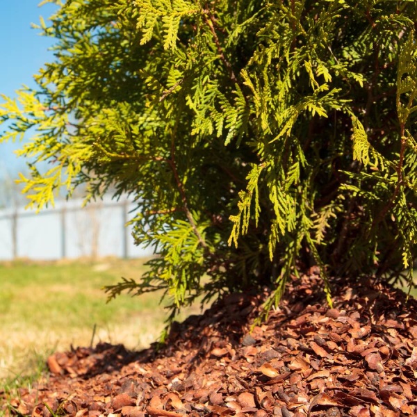 Мульча Какао ароматная