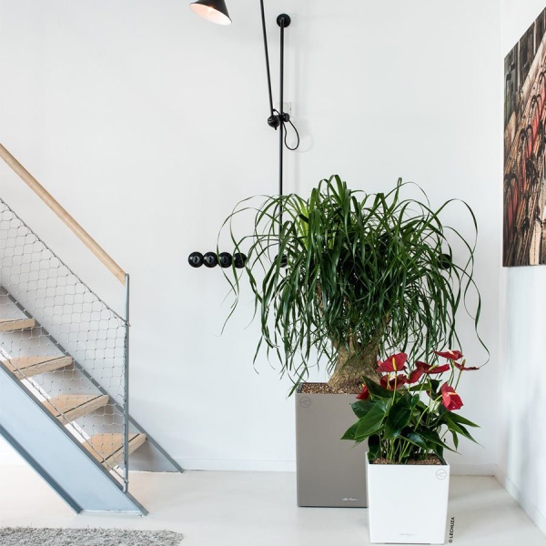 Кашпо Lechuza Cube