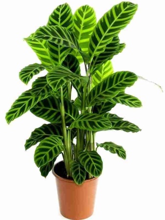 Калатея Зебрина