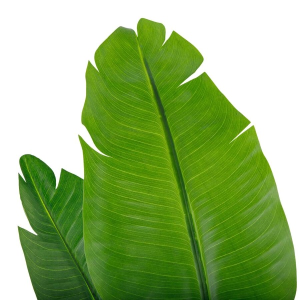 Стрелиция искусственная