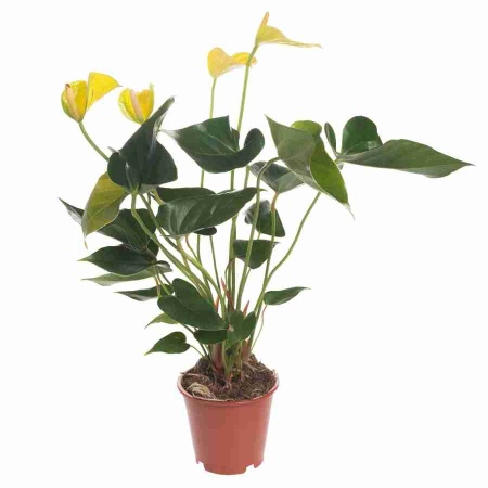 Антуриум андрианум Ванилла