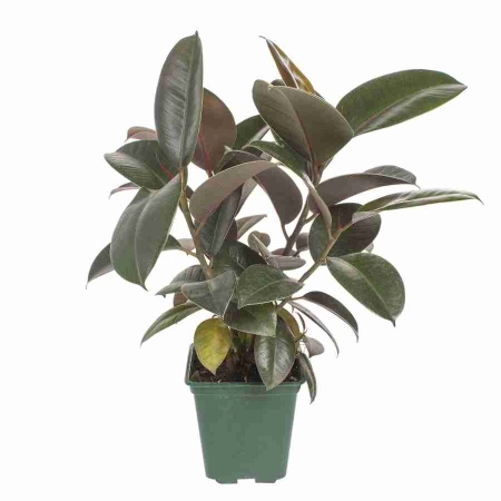 Фикус каучуконосный (эластика) Робуста 4 ст 