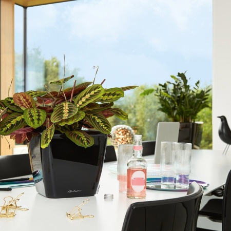 Кашпо Lechuza Quadro LS