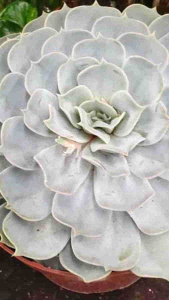 Эхеверия Лилацина