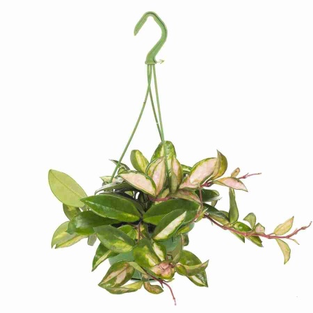 Хойя Кримсон Куин ампельная