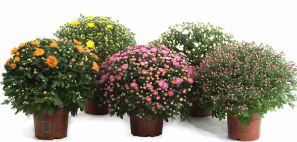 Хризантема Шар микс