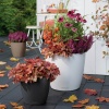 Кашпо Lechuza Classico Color